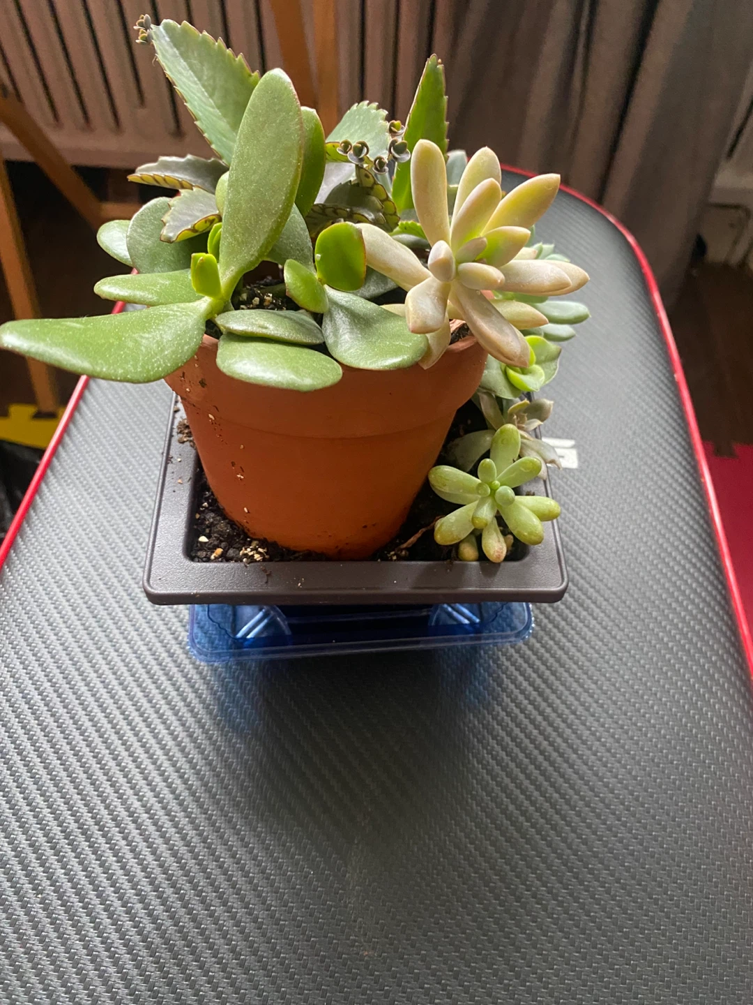 Assorted Succulent Plants in Terra Cotta Pot - photo 4