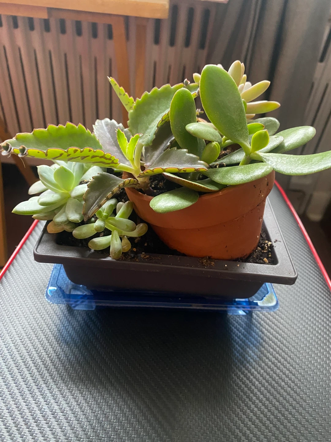 Assorted Succulent Plants in Terra Cotta Pot - photo 5