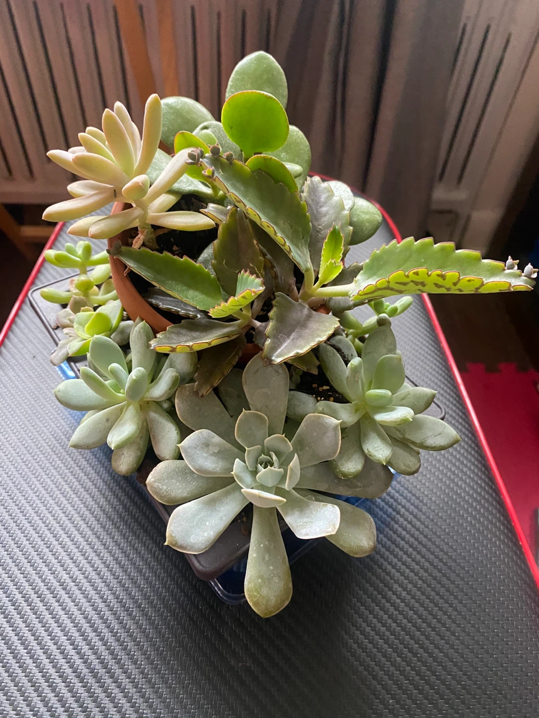 Assorted Succulent Plants in Terra Cotta Pot