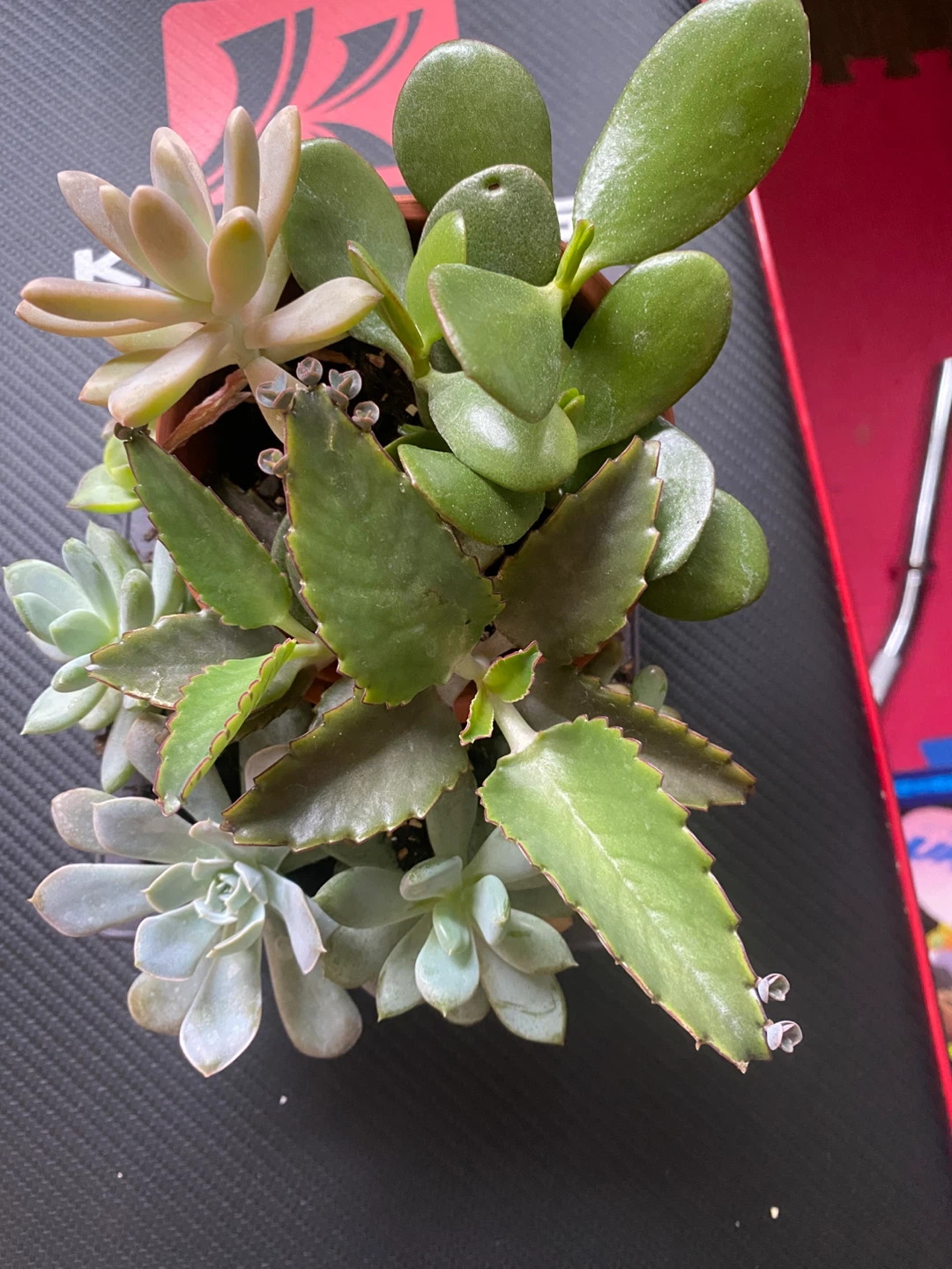 Assorted Succulent Plants in Terra Cotta Pot - photo 2