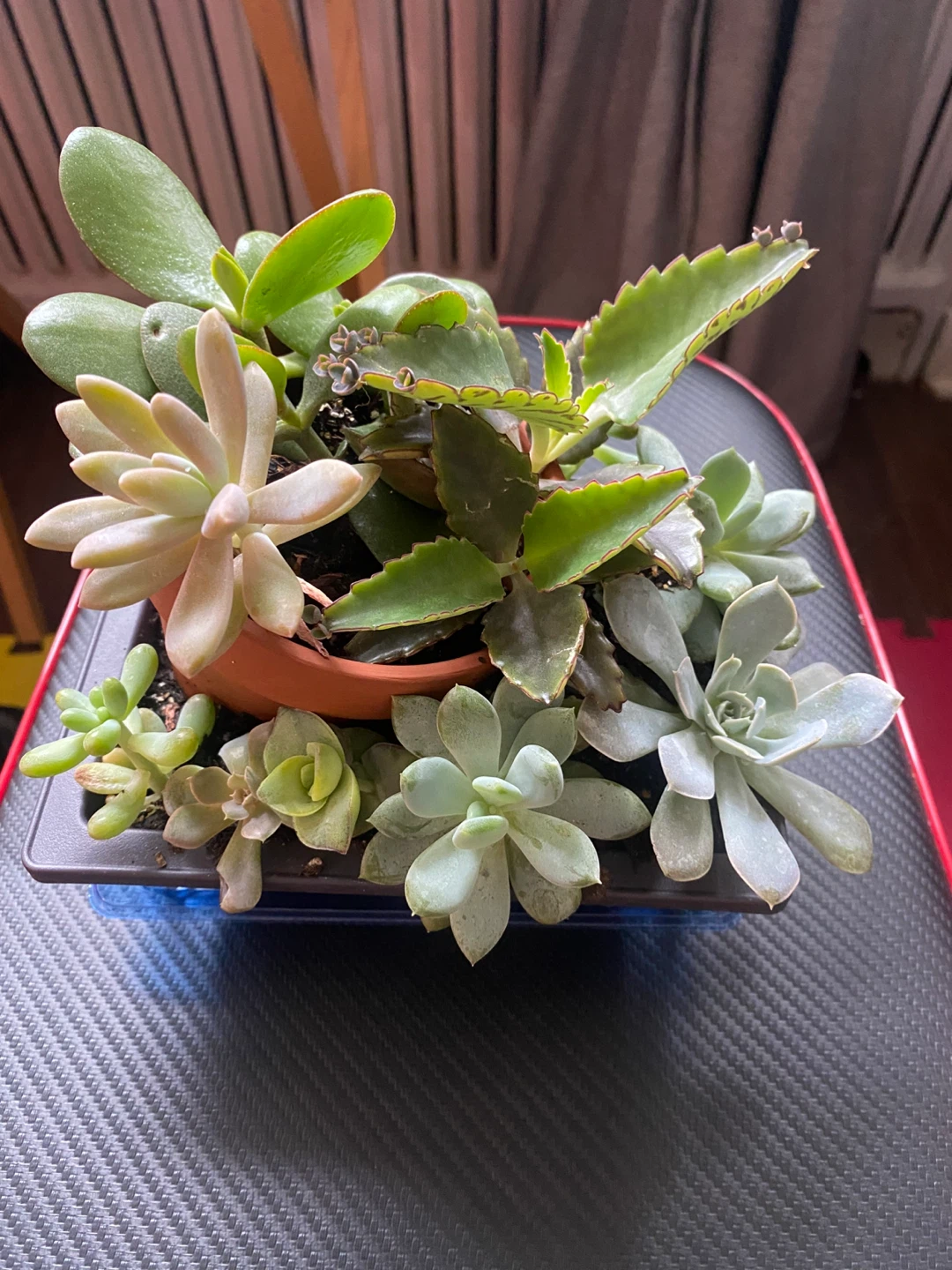 Assorted Succulent Plants in Terra Cotta Pot - photo 3