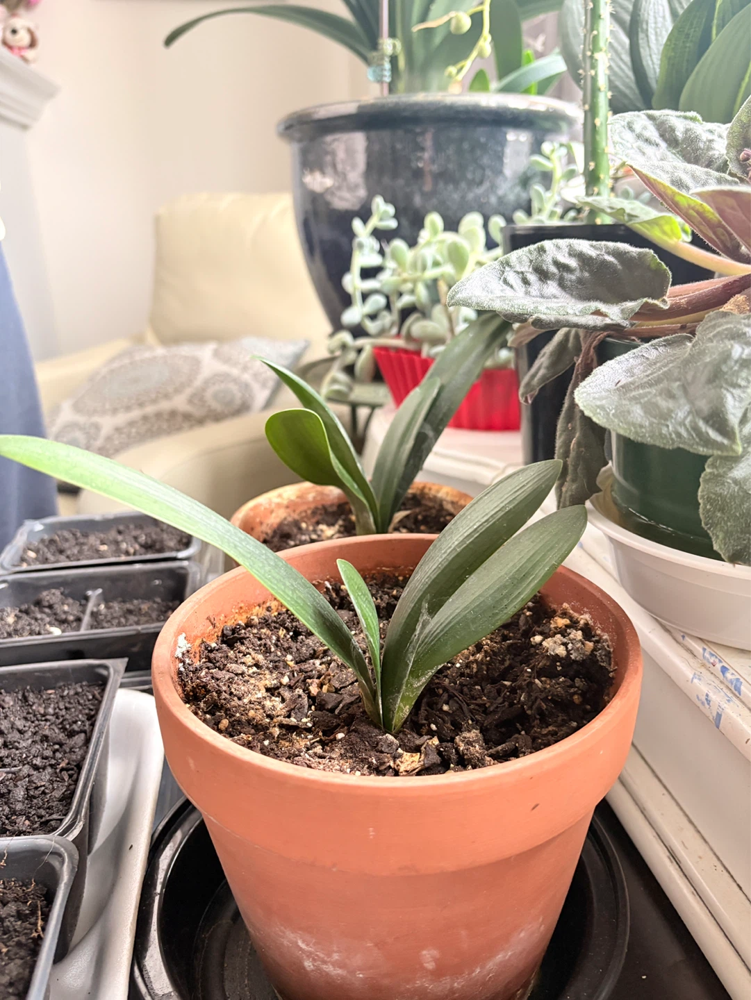 Potted Plant