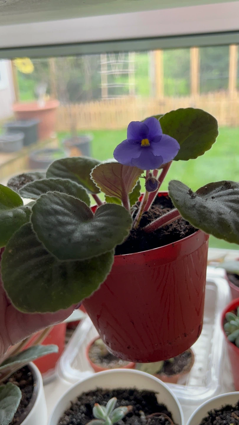 African Violet Plant-Blue