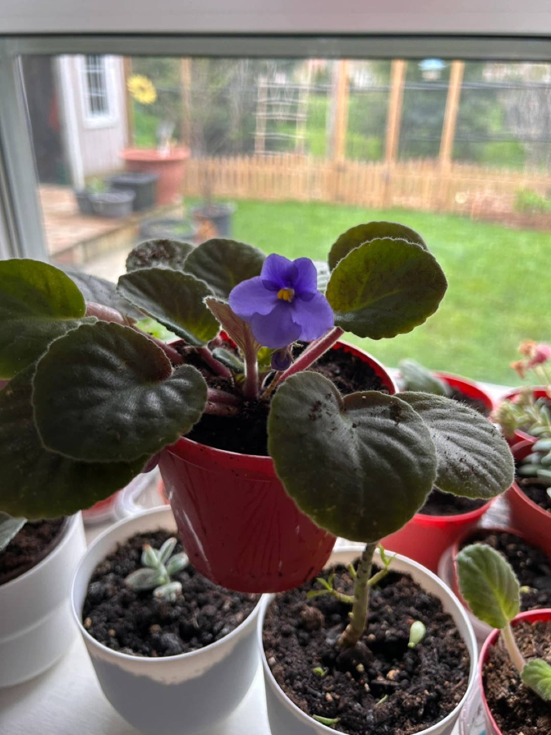 African Violet Plant-Blue - photo 4