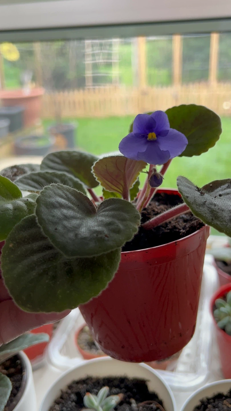 African Violet Plant-Blue - photo 3