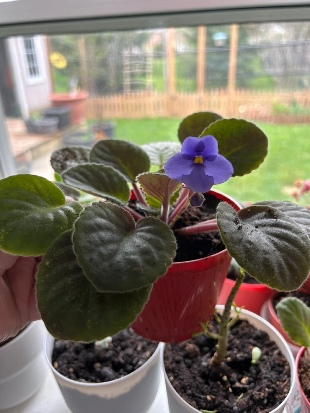 African Violet Plant-Blue - photo 5