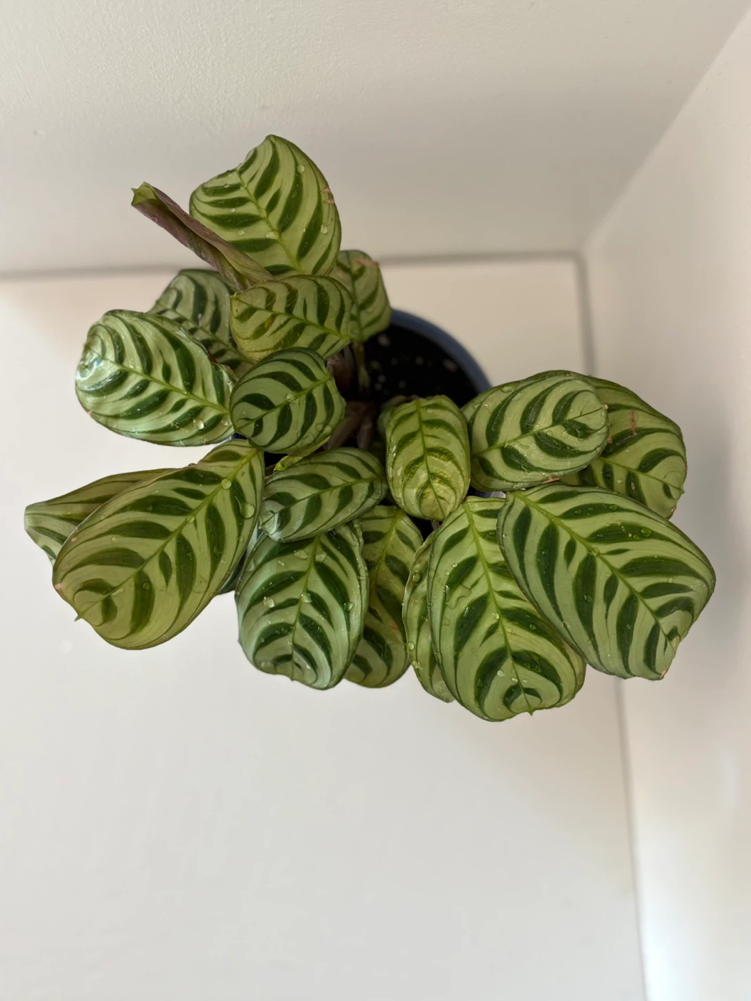 Gift for mother 🥰 - photo 2