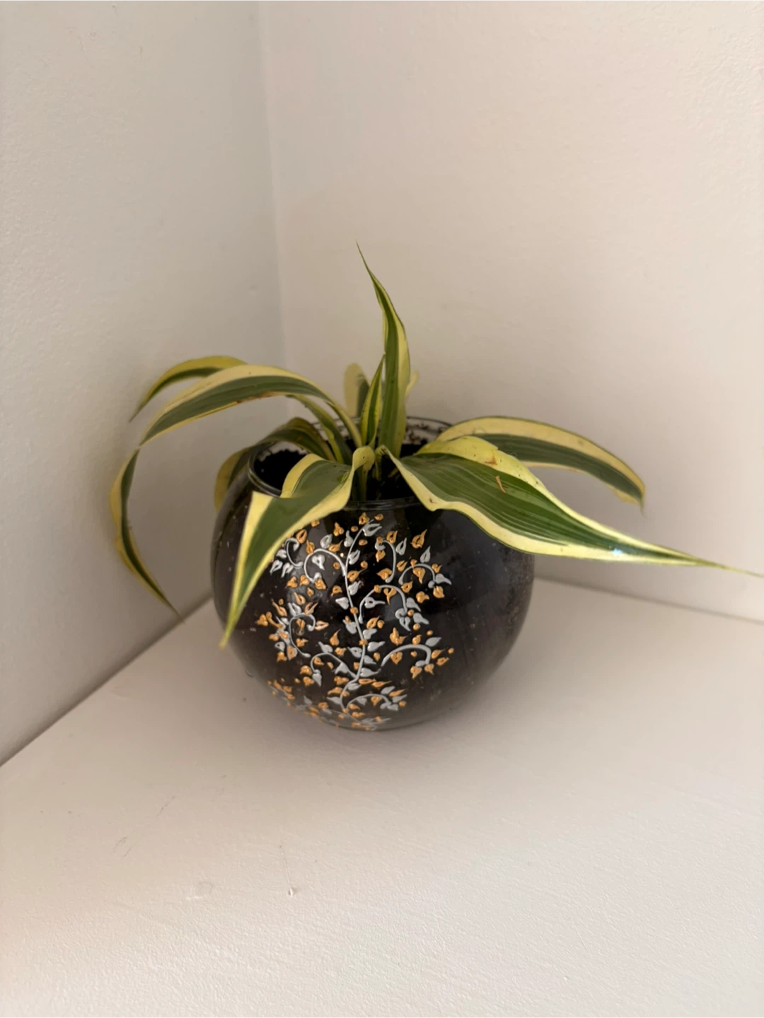 Potted Spider Plant with Decorative Pot