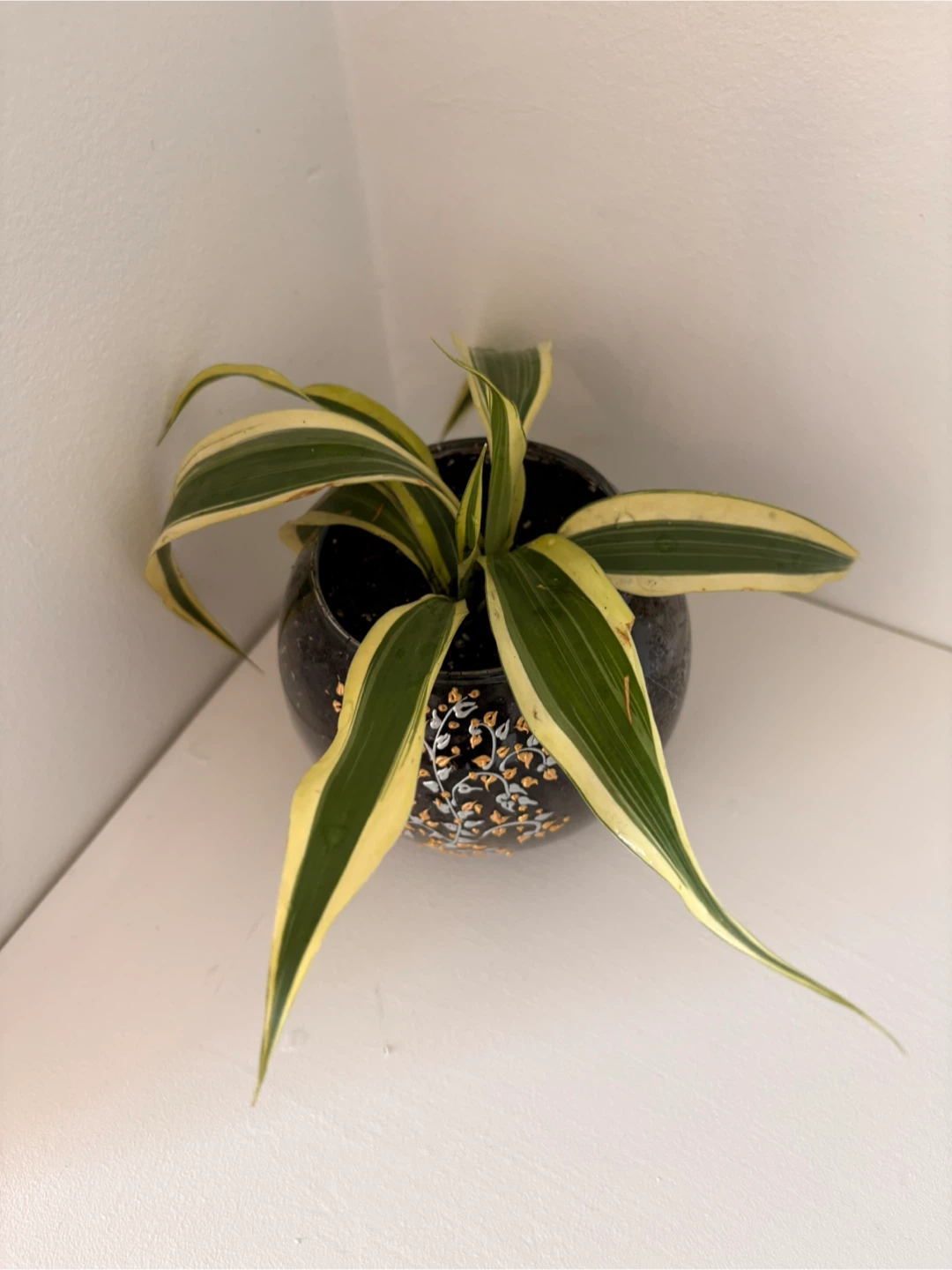 Potted Spider Plant with Decorative Pot - photo 2