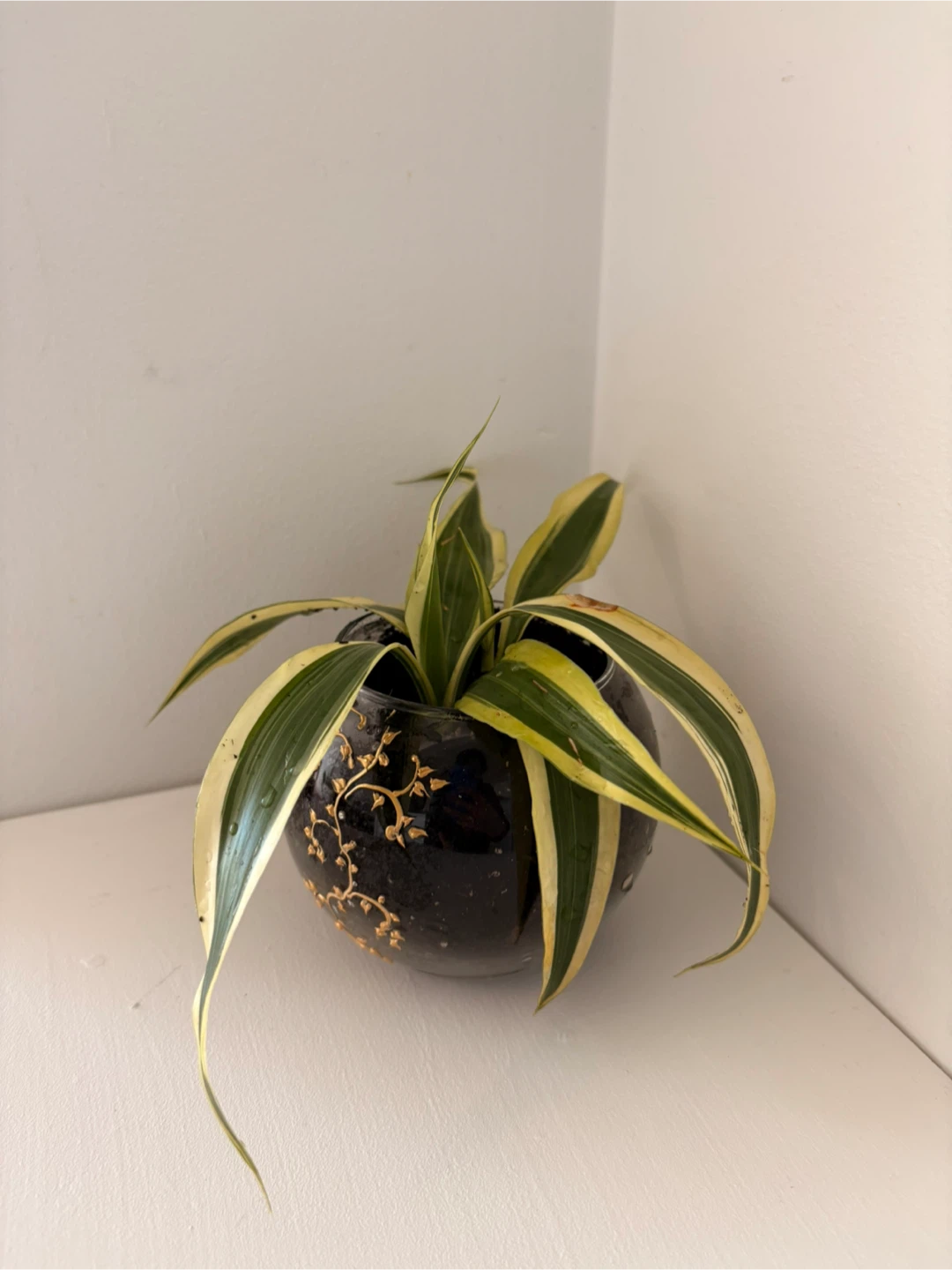 Potted Spider Plant with Decorative Pot - photo 3