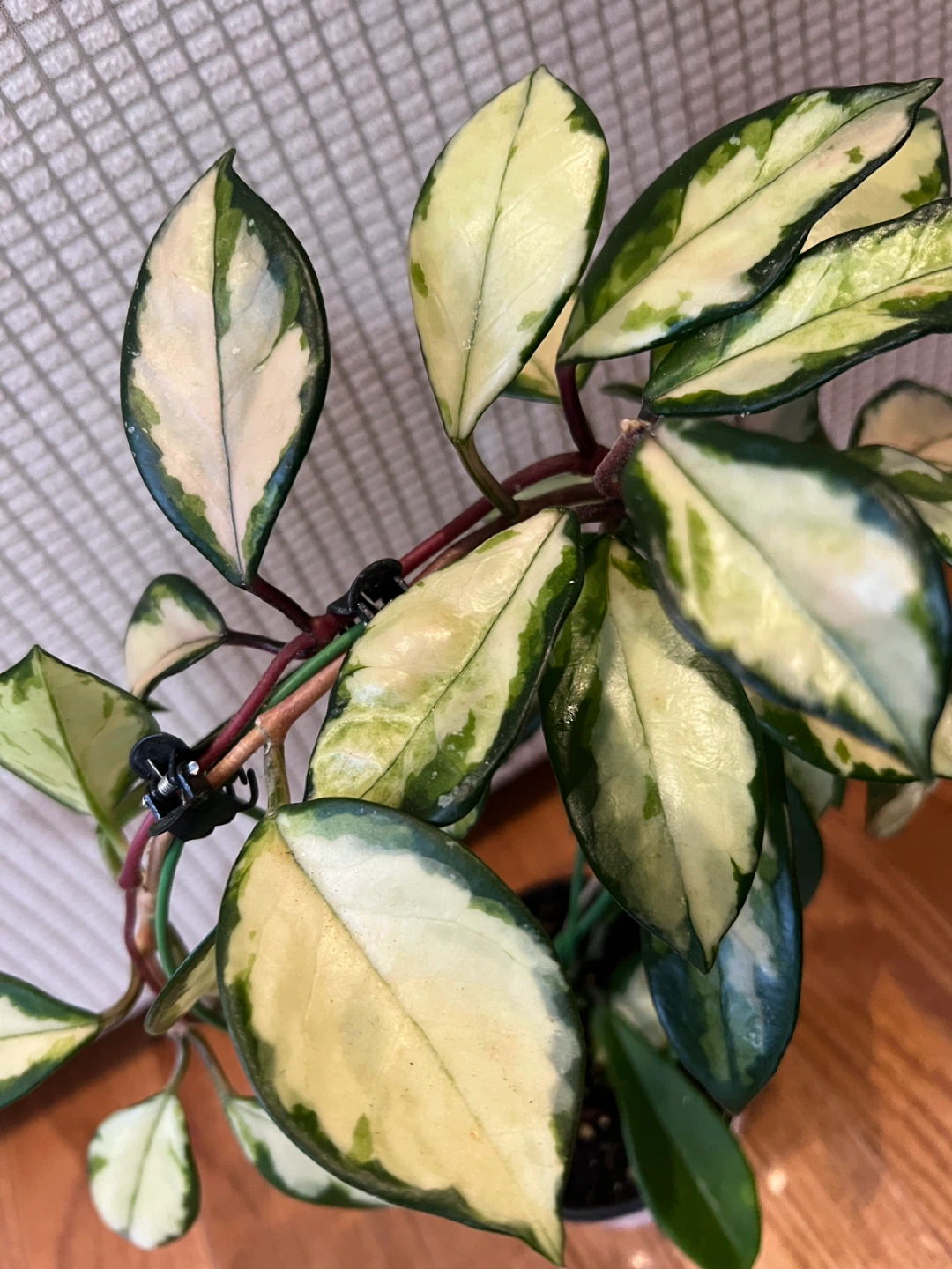 HealthilyHomeGrown Beautiful HoyaCarnosa KrimsonPrincess ONLY$45 - photo 4