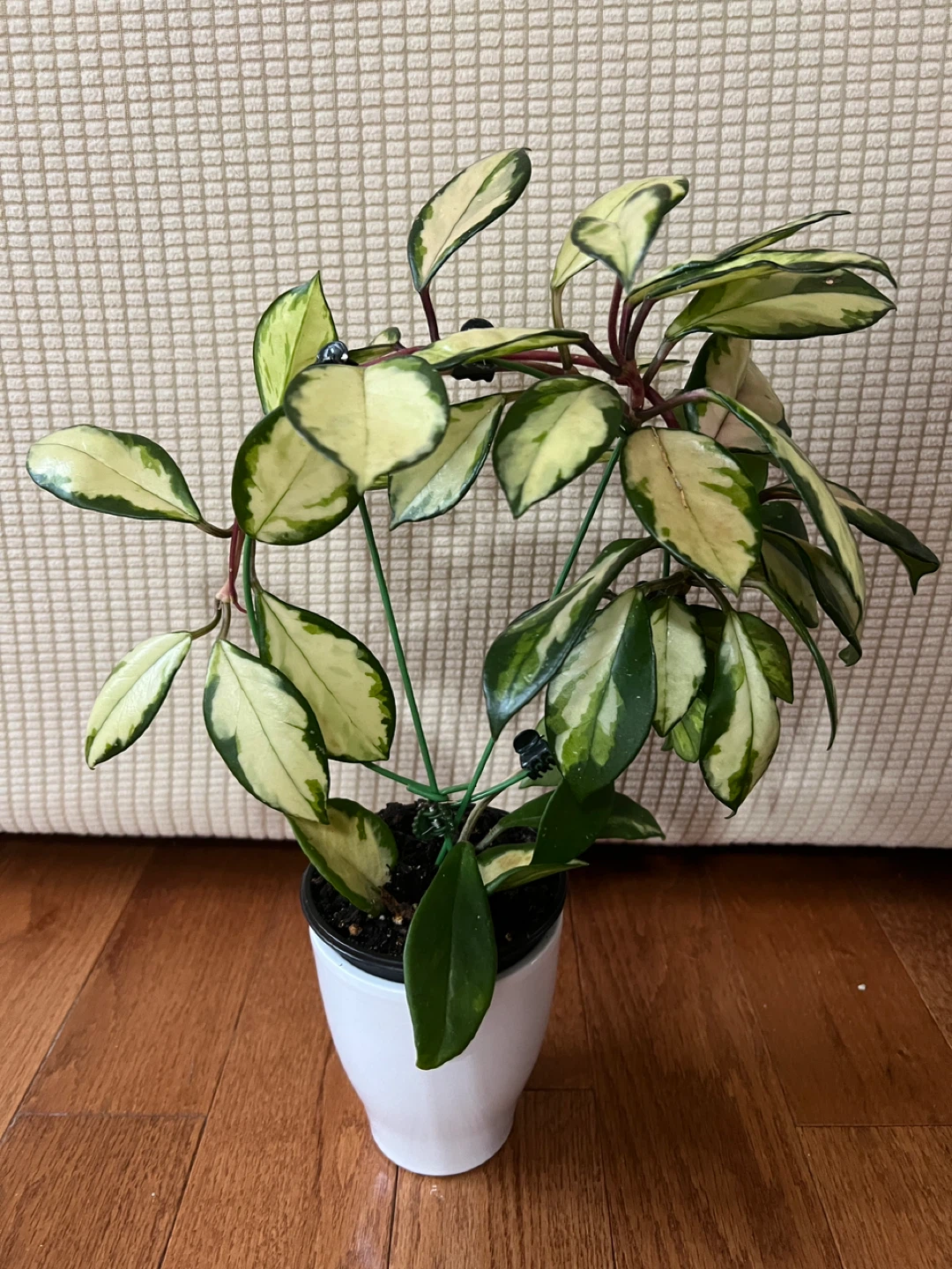 HealthilyHomeGrown Beautiful HoyaCarnosa KrimsonPrincess ONLY$45 - photo 2