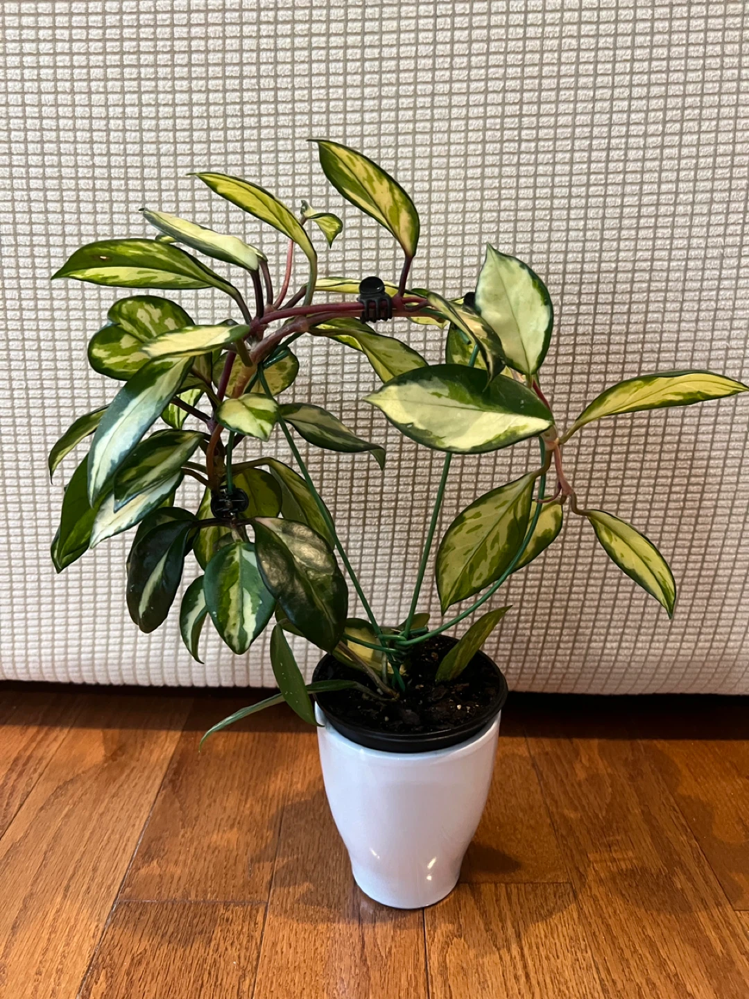 HealthilyHomeGrown Beautiful HoyaCarnosa KrimsonPrincess ONLY$45 - photo 5