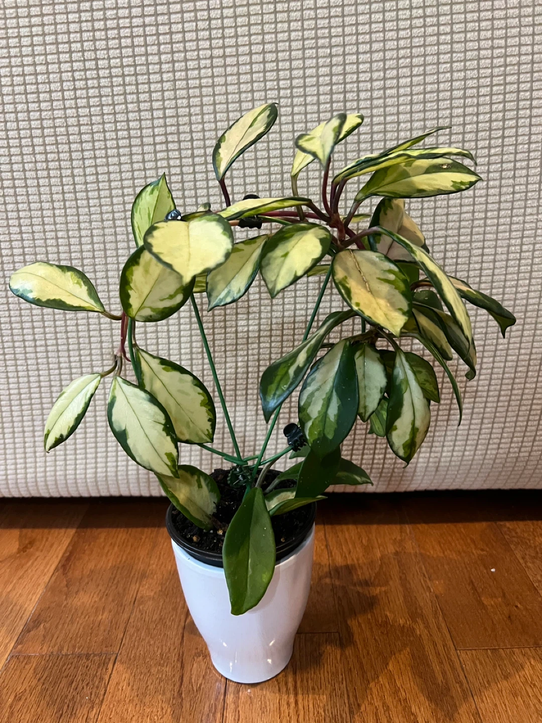 HealthilyHomeGrown Beautiful HoyaCarnosa KrimsonPrincess ONLY$45 - photo 3