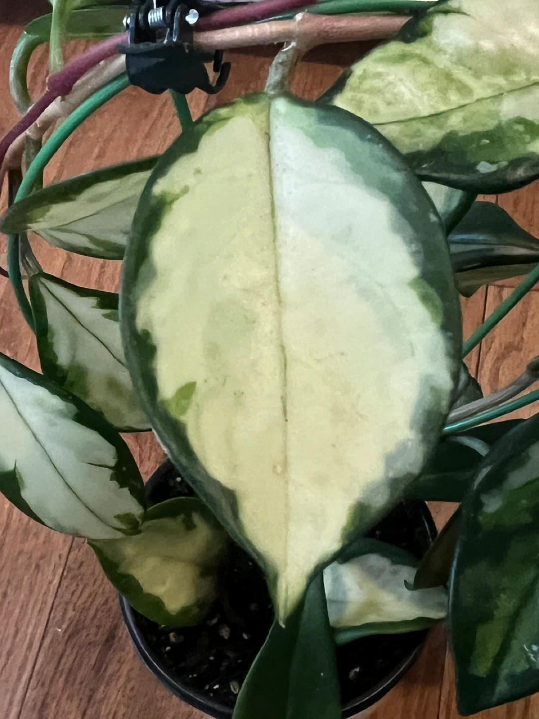 HealthilyHomeGrown Beautiful HoyaCarnosa KrimsonPrincess ONLY$45
