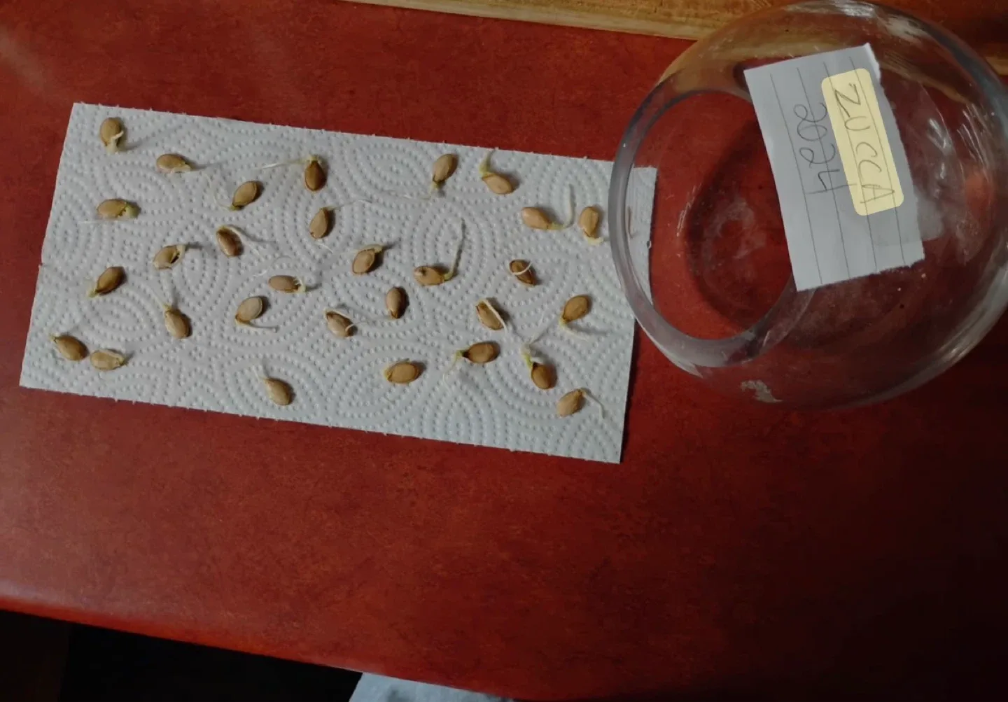 Italian Giant Zucchini Seeds - photo 2