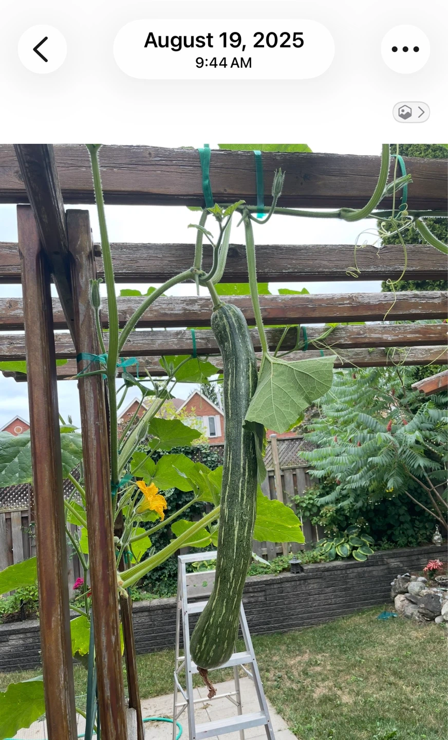 Italian Giant Zucchini Seeds