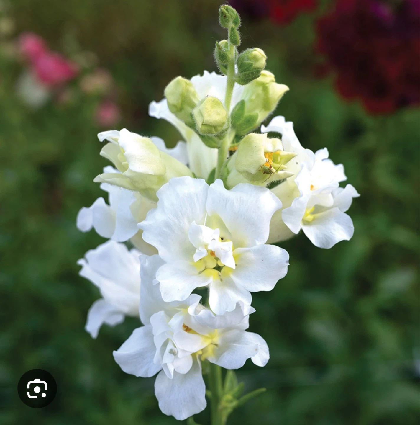 White Snapdragons