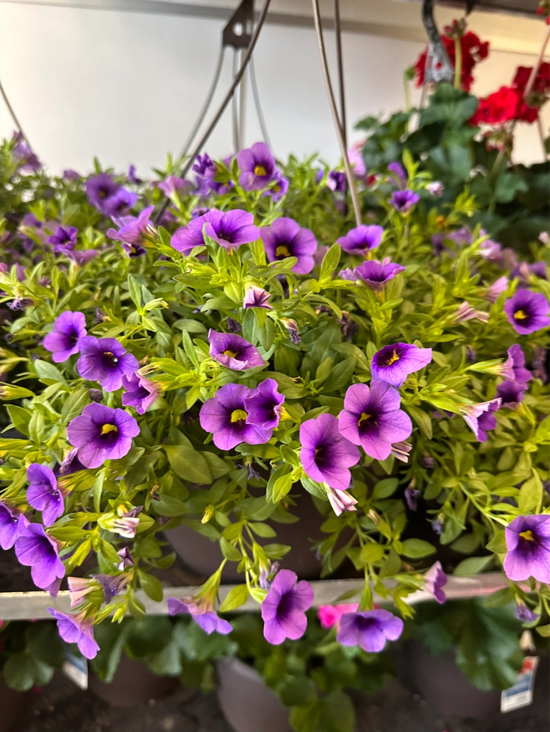 Hanging basket of purple calibrachoa flowers