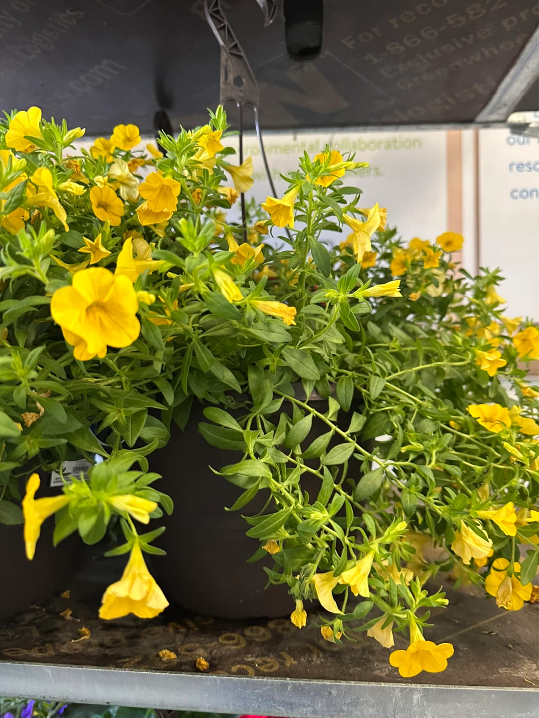 Hanging yellow petunia plant