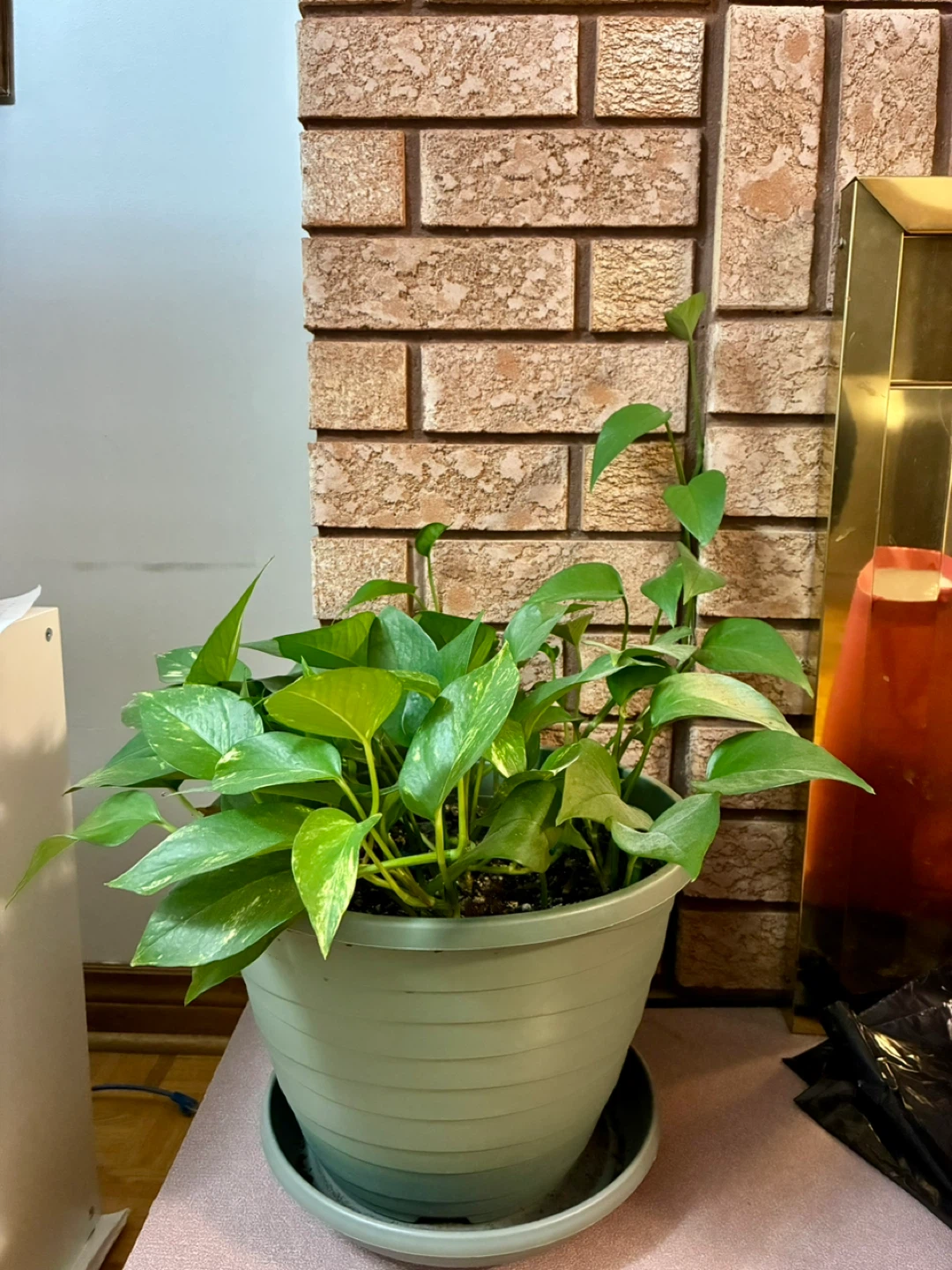 2x Pothos Plant - photo 2