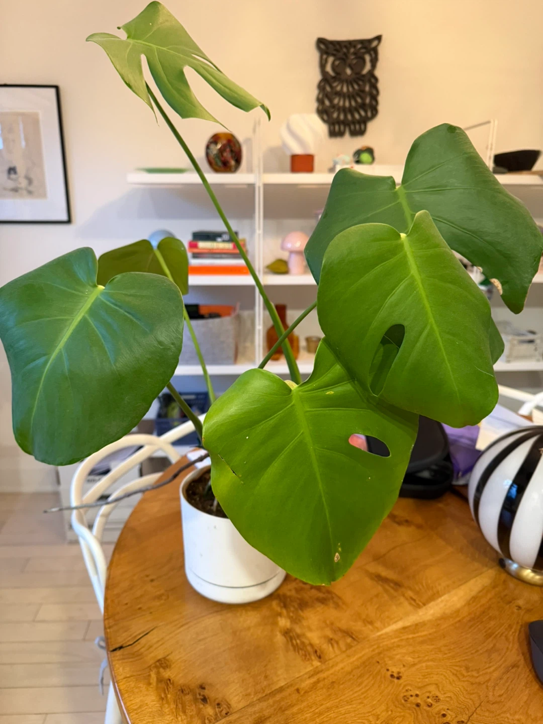 Indoor plants moving sale - photo 3