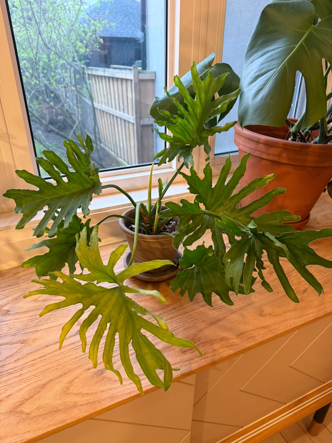 Indoor plants moving sale - photo 2