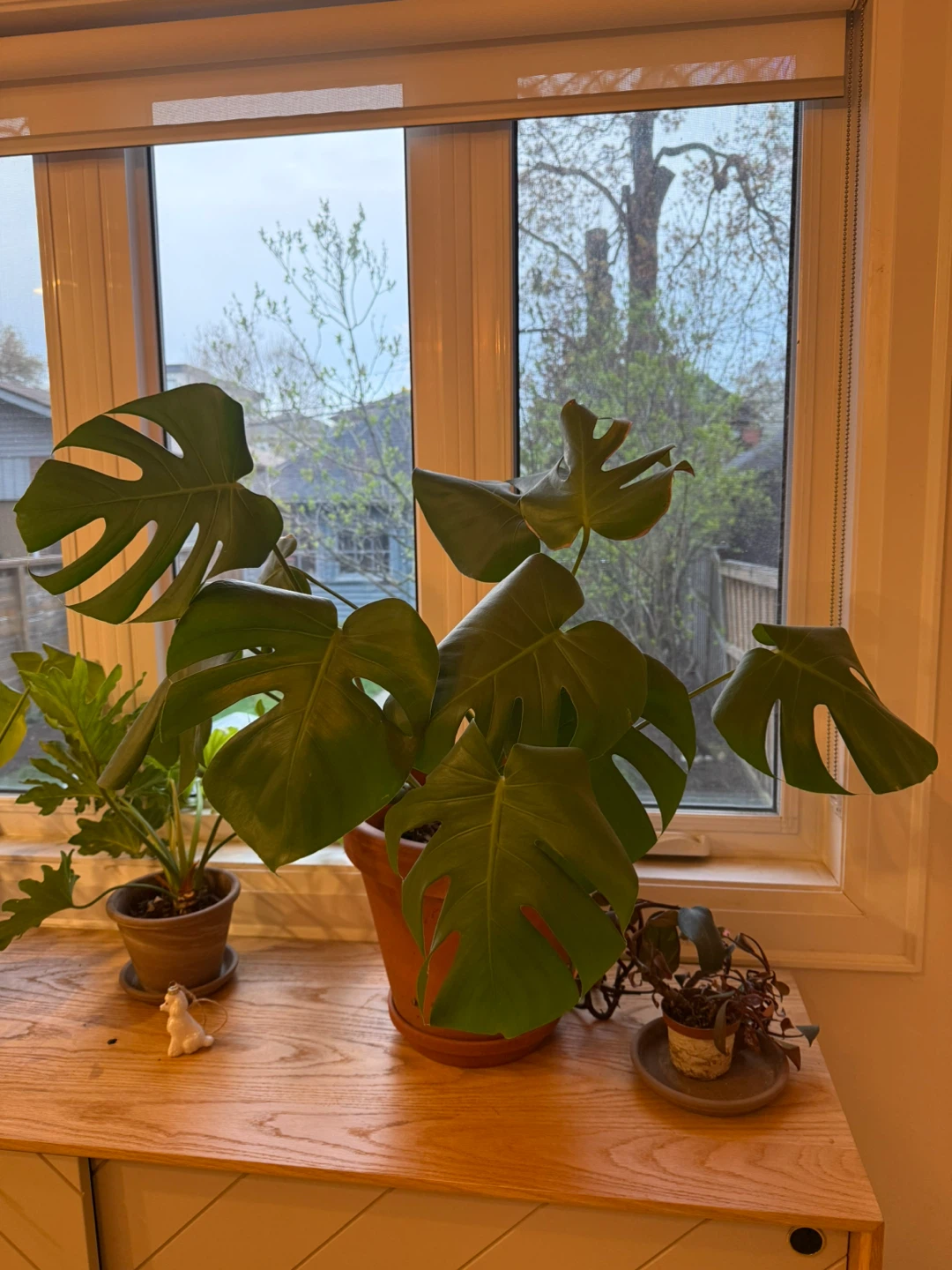 Indoor plants moving sale