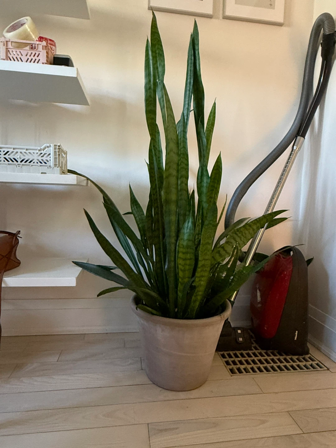 Indoor plants moving sale - photo 4