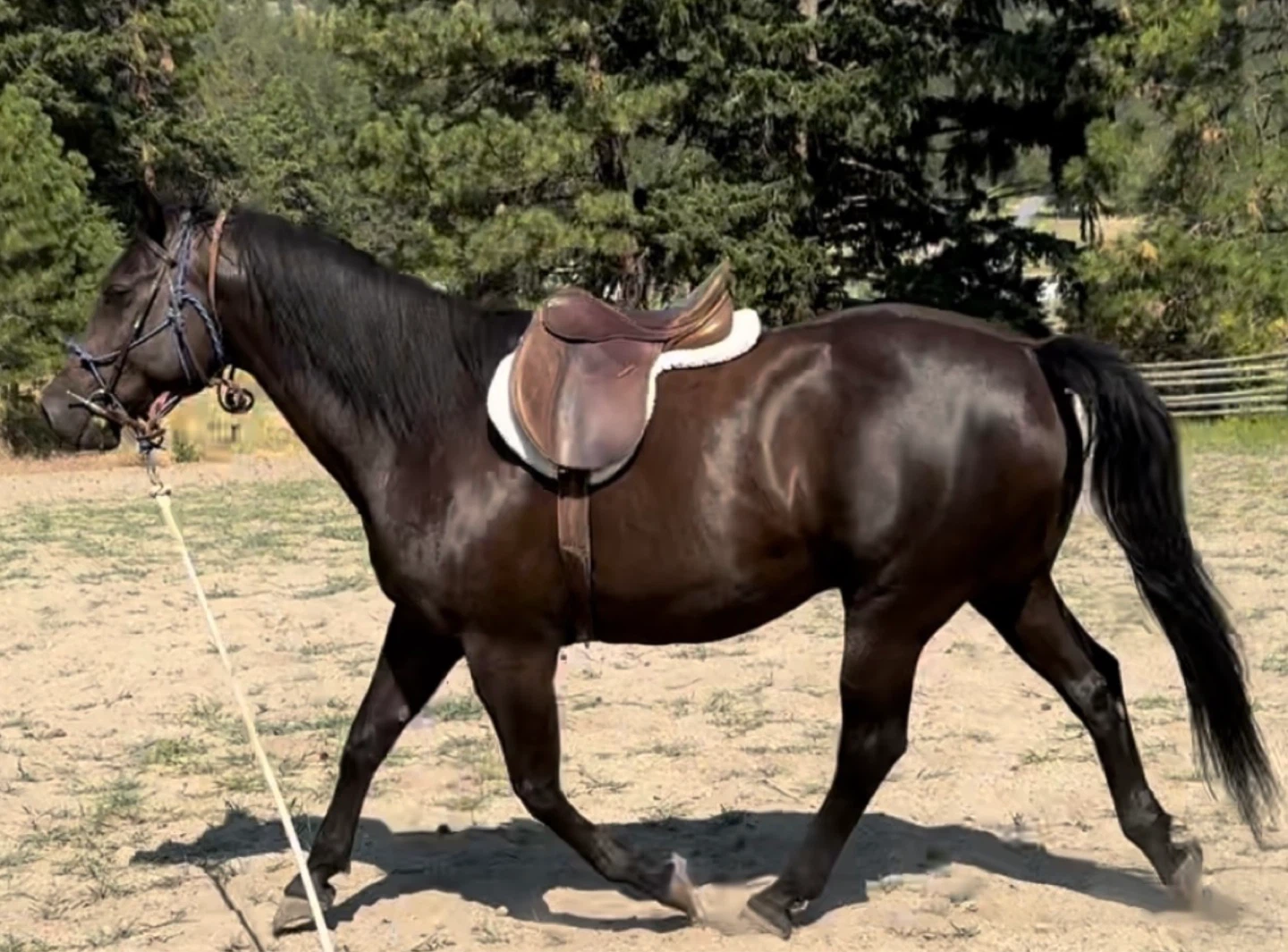 Beautiful Dutch WarmbloodX gelding for sale - photo 4
