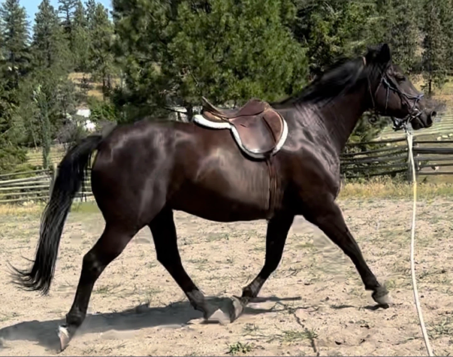 Beautiful Dutch WarmbloodX gelding for sale - photo 2