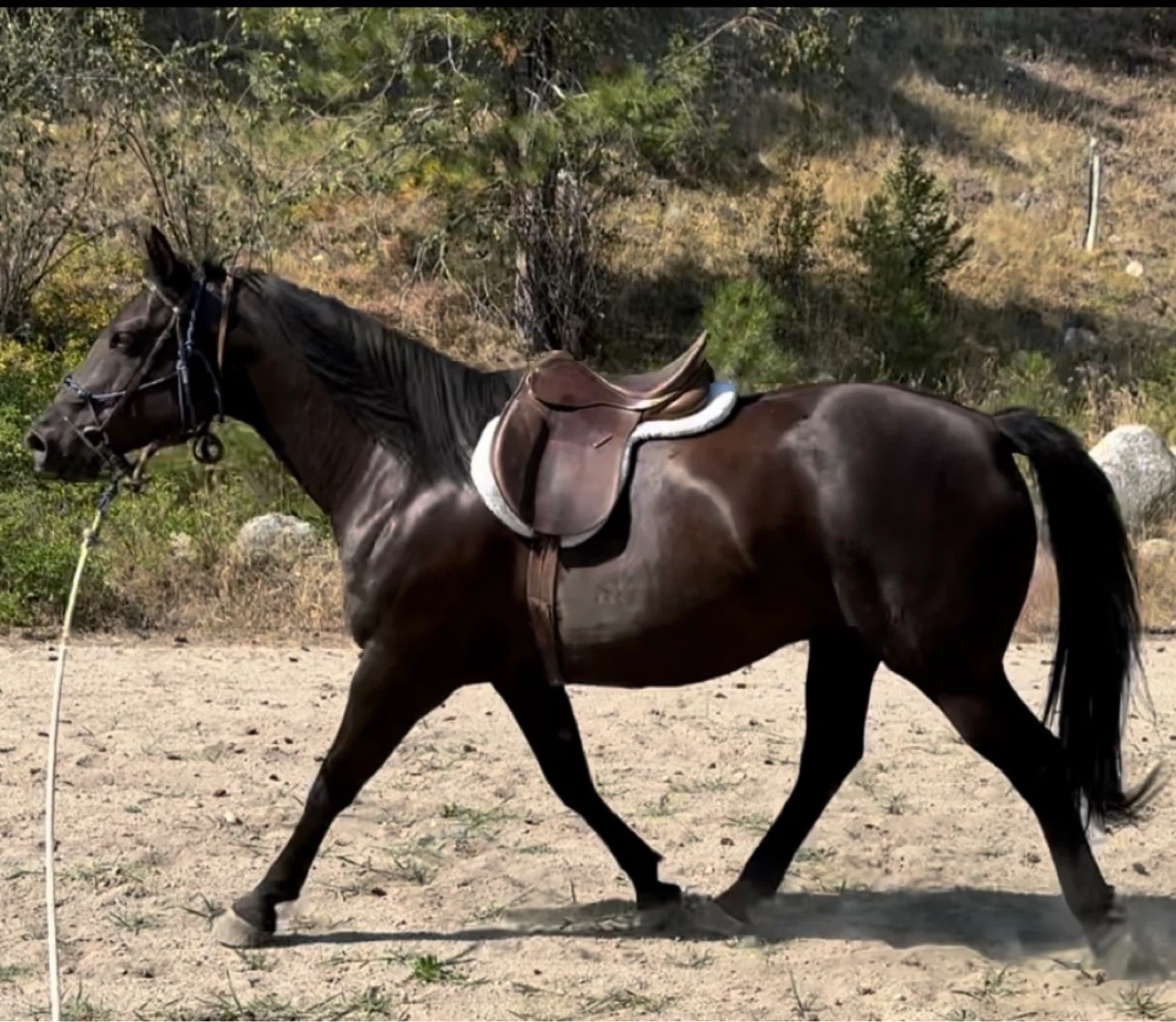 Beautiful Dutch WarmbloodX gelding for sale - photo 3