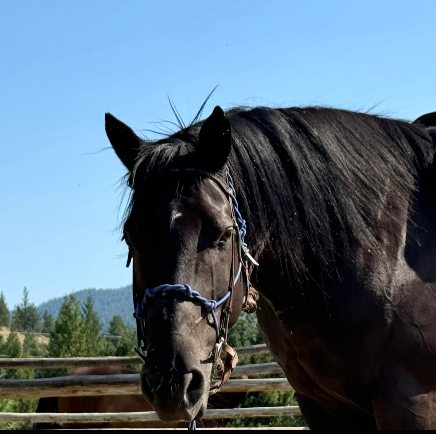 Beautiful Dutch WarmbloodX gelding for sale