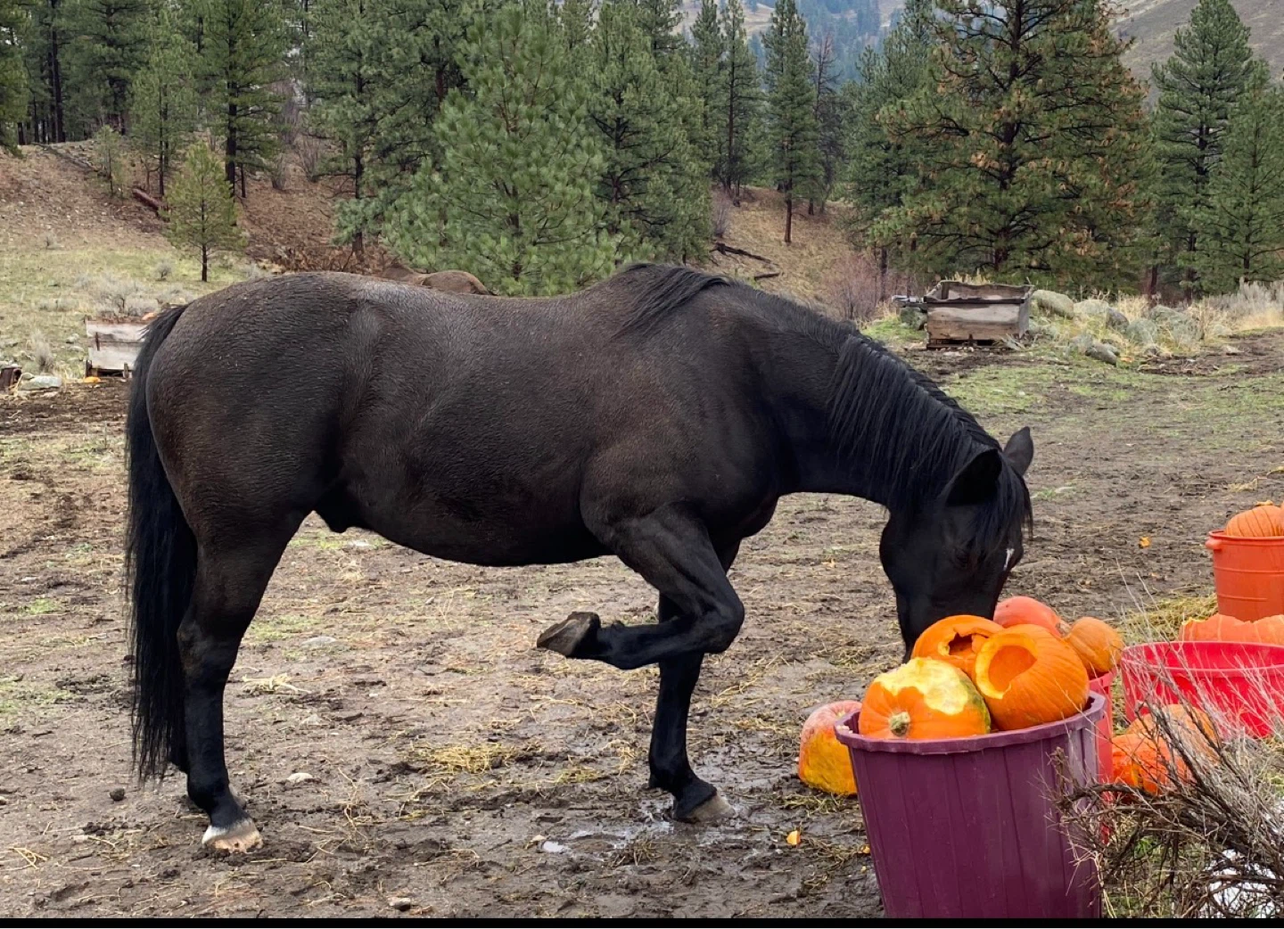 Beautiful Dutch WarmbloodX gelding for sale - photo 5