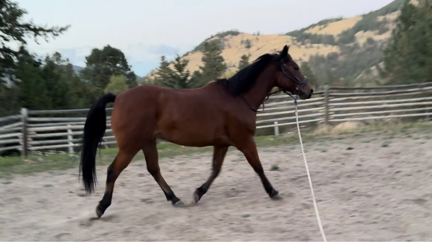 13 yr old Polish ArabX gelding for sale - photo 5
