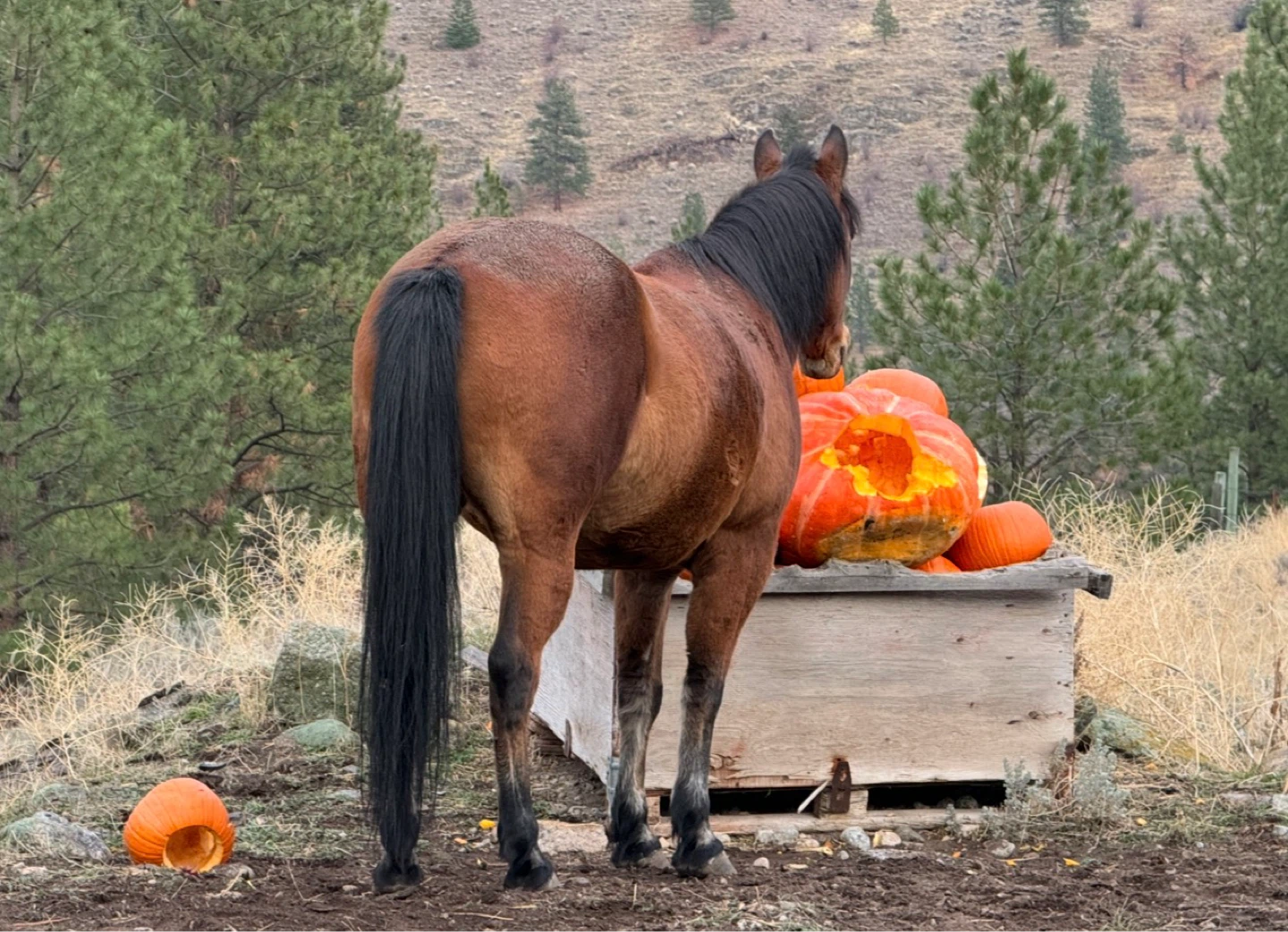 13 yr old Polish ArabX gelding for sale - photo 2