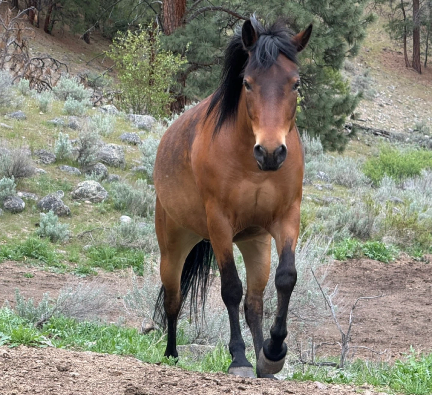 13 yr old Polish ArabX gelding for sale