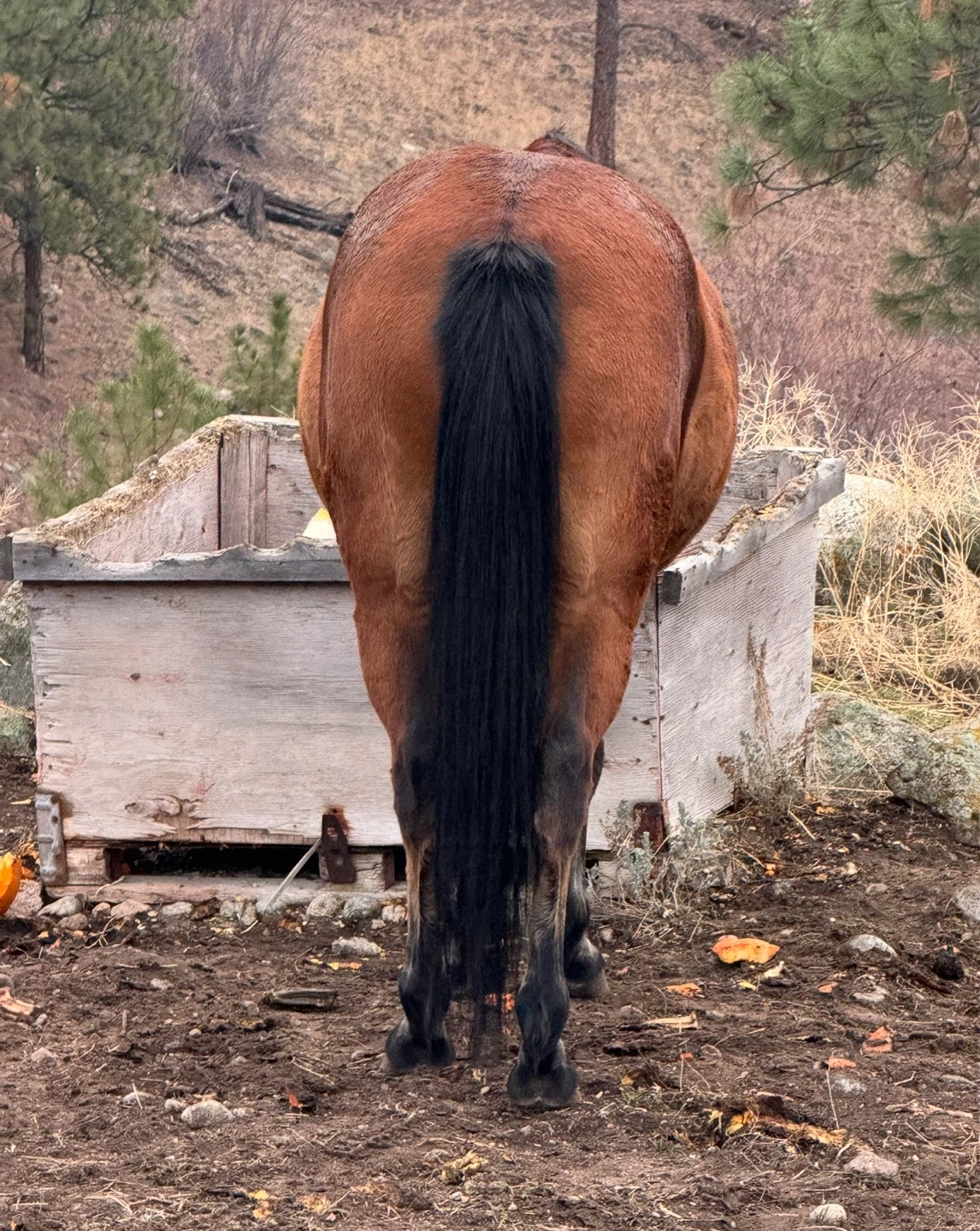 13 yr old Polish ArabX gelding for sale - photo 3
