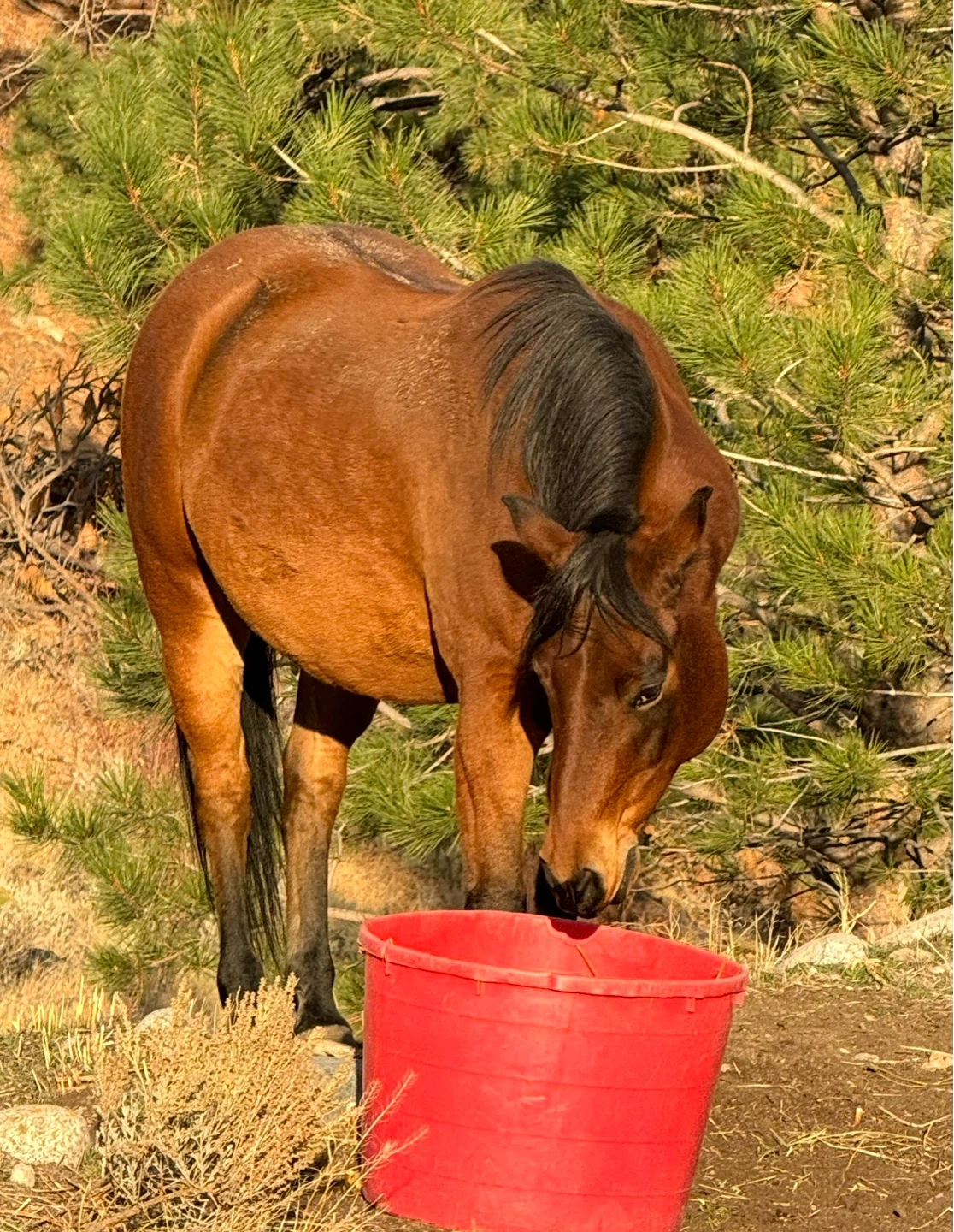 13 yr old Polish ArabX gelding for sale - photo 4