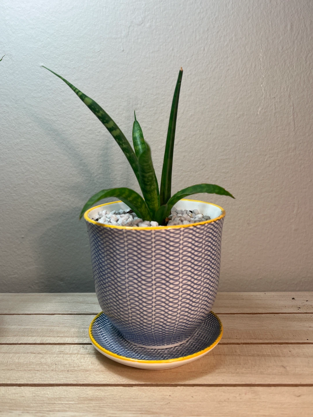 Sansiveria Fernwood Plants in Cute Decorative Chive Pots - photo 2
