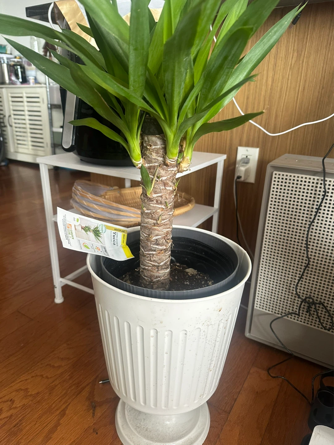 Yucca Houseplant in White Planter