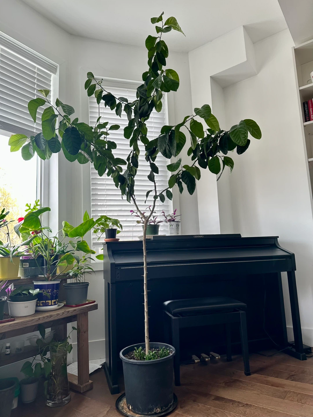 Lemon tree