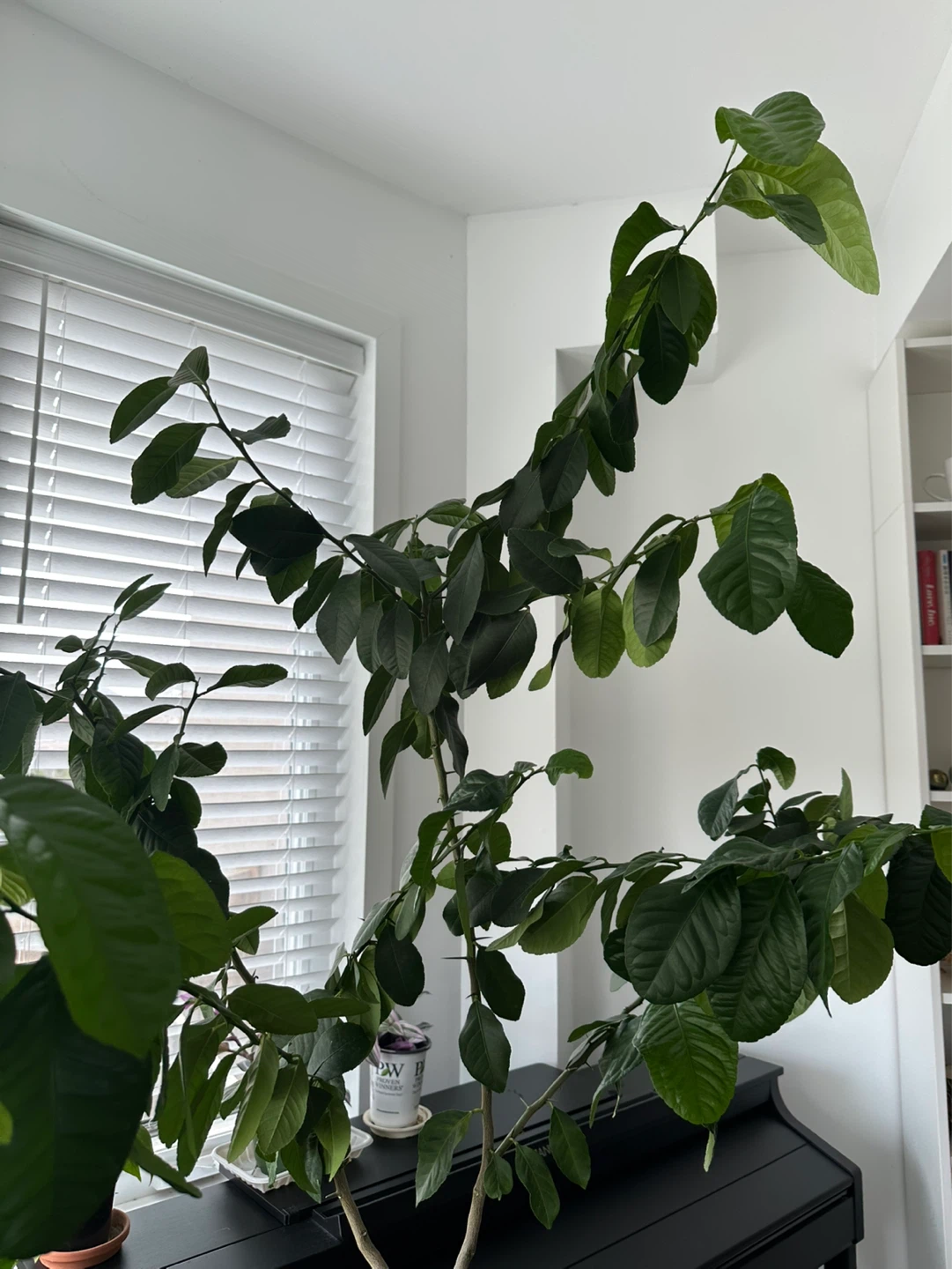 Lemon tree - photo 2