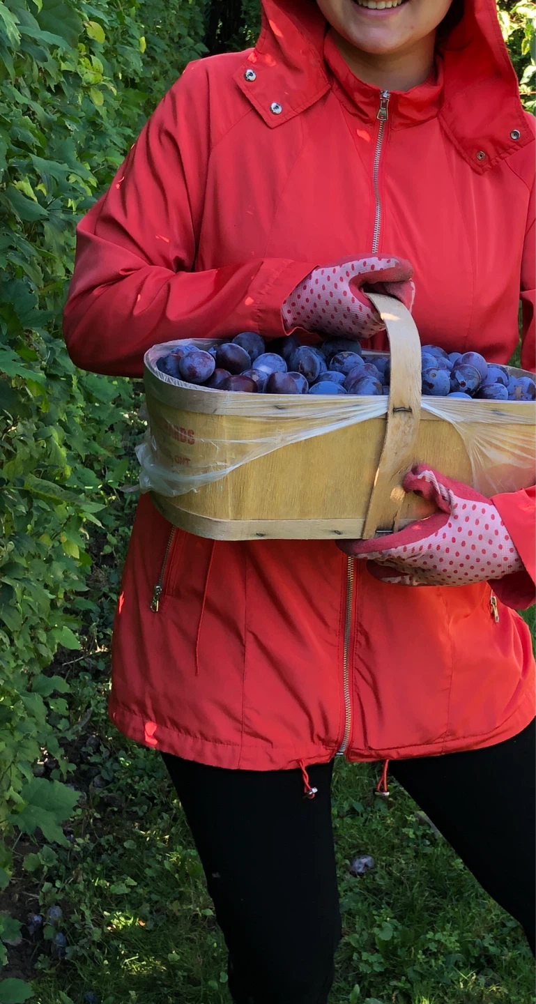 PLUM TREES on SALE (limited time, see description) - photo 2