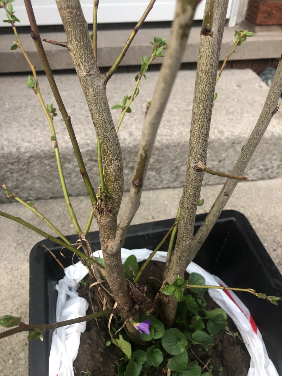 PLUM TREES on SALE (limited time, see description) - photo 3