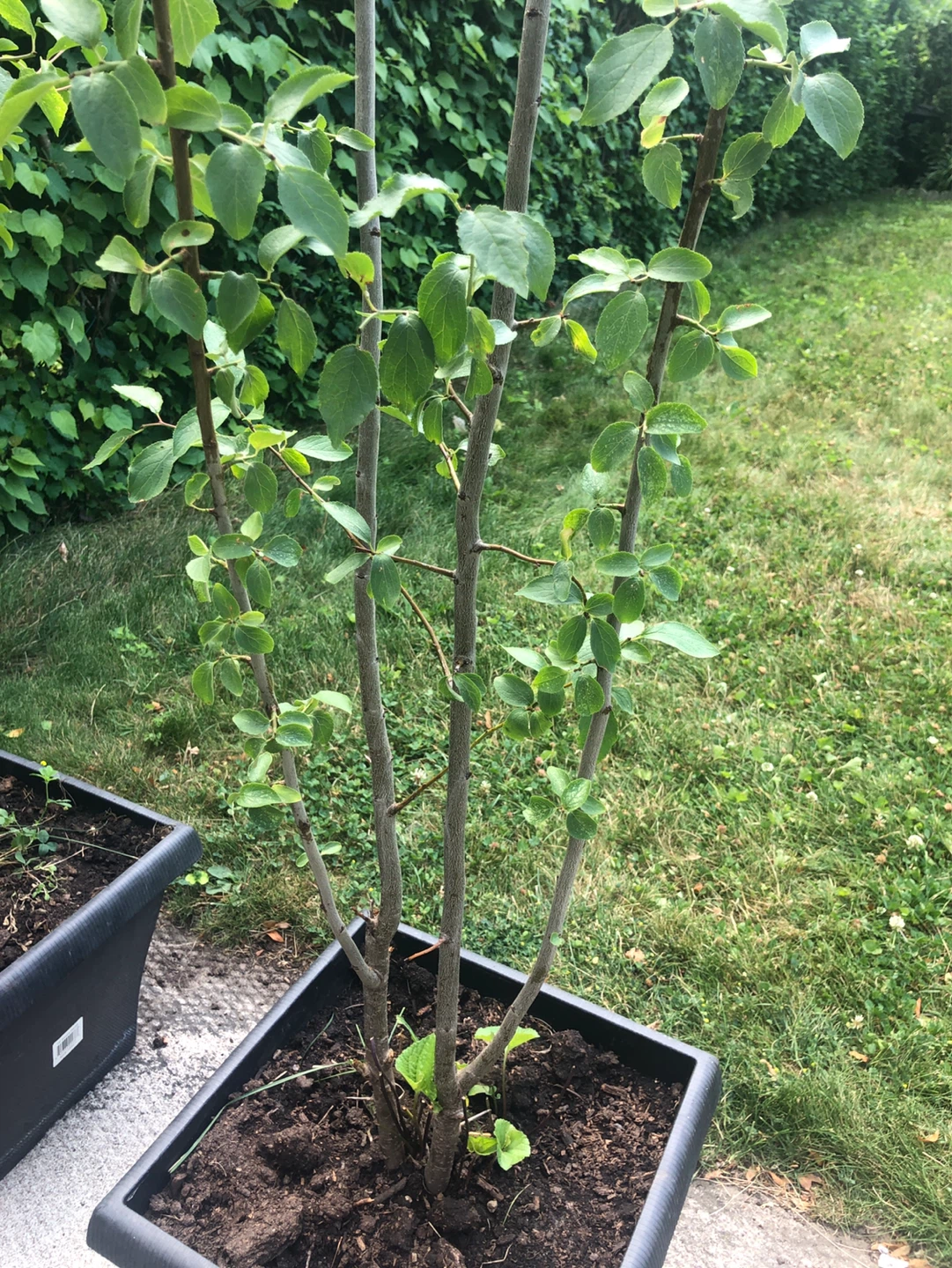 PLUM TREES on SALE (limited time, see description) - photo 5