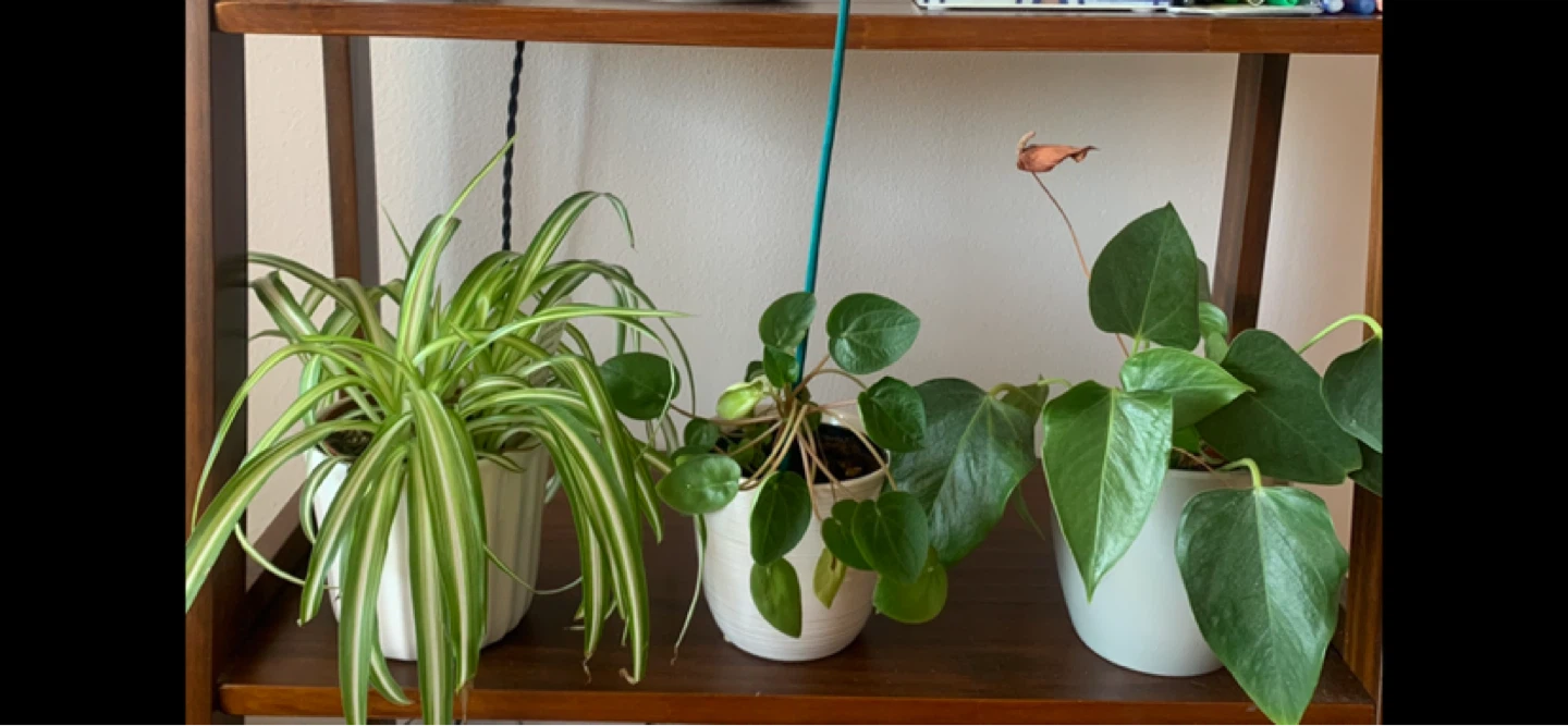 Money tree plant