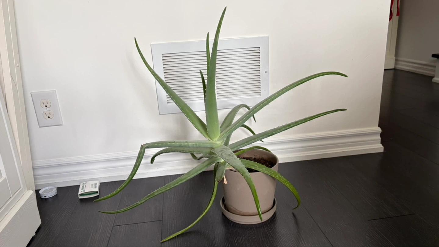 Aloe Plant - photo 2
