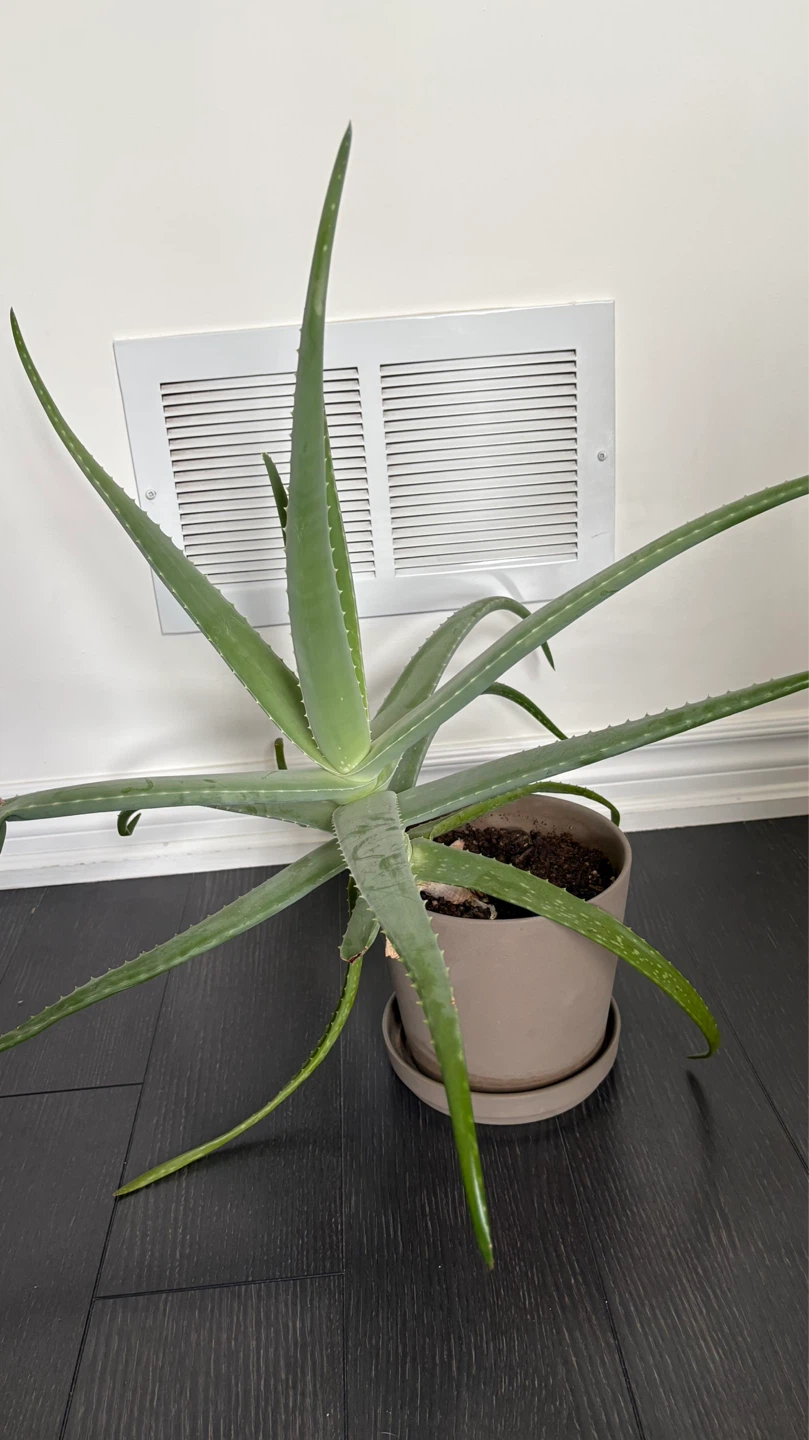 Aloe Plant