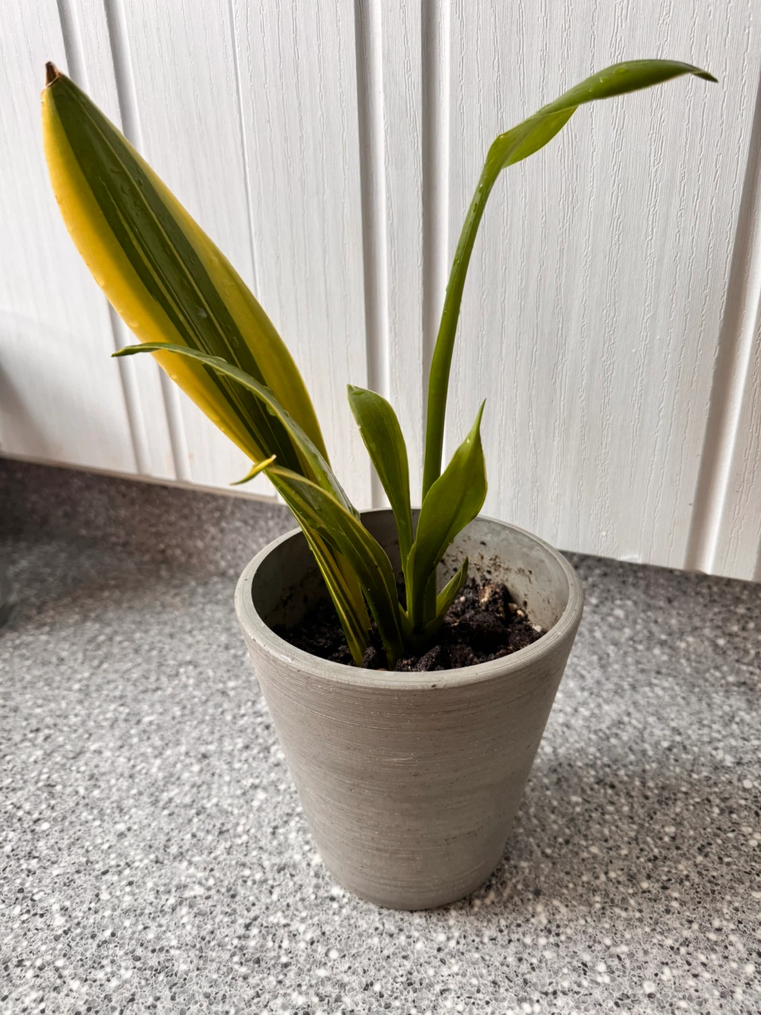 Indoor plants - photo 2